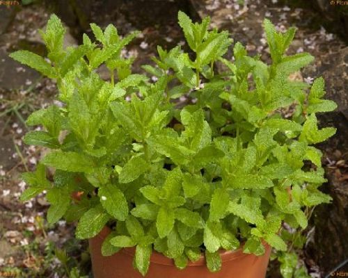 MENTA LIMONE L'AROMA V14 <br/> Piante Aromatiche