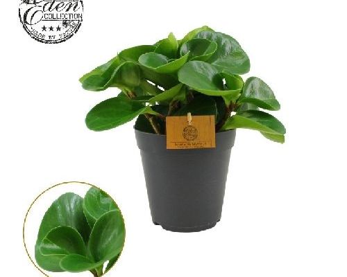 PEPEROMIA OBTUSIFOLIA GREEN GOLD V15 <br/> Piante Verdi da Interno