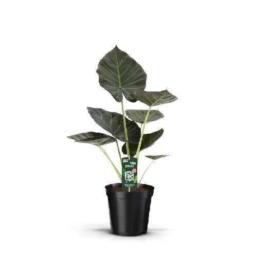 ALOCASIA REGAL SHIELDS V24 <br/> Piante Verdi da Interno