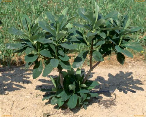 EDGWORTHIA CHRYSANTHA V.30 H.150 <br/> Piante Fiorite da Giardino