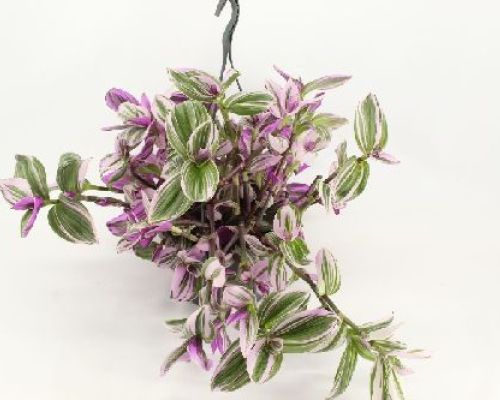 TRADESCANTIA ALBIFLORA NANOUK BK23 <br/> Piante Verdi da Interno