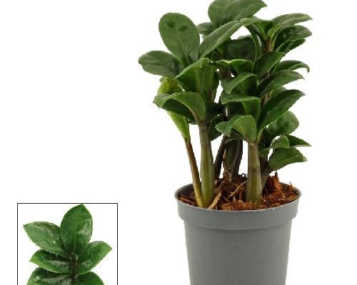 ZAMIOCULCAS ZENZI V10 <br/> Piante Verdi da Interno