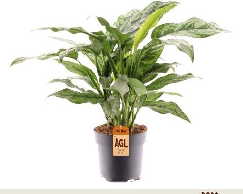 AGLOMENA LEAVED ROMEO V17 <br/> Piante Verdi da Interno