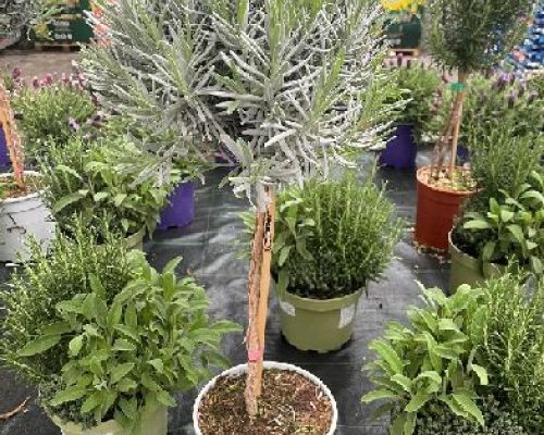 LAVANDA ANGUSTIFOLIA  ALBERELLO V19 <br/> Piante Aromatiche