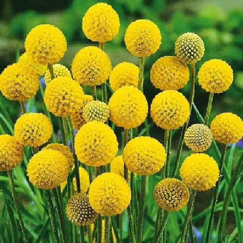 CRASPEDIA GLOBOSA V.17 <br/> Piante Perenni ed Erbacee, Fiori Perenni
