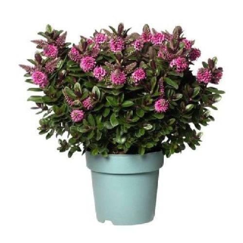 HEBE MIX V17 <br/> Piante Fiorite da Giardino