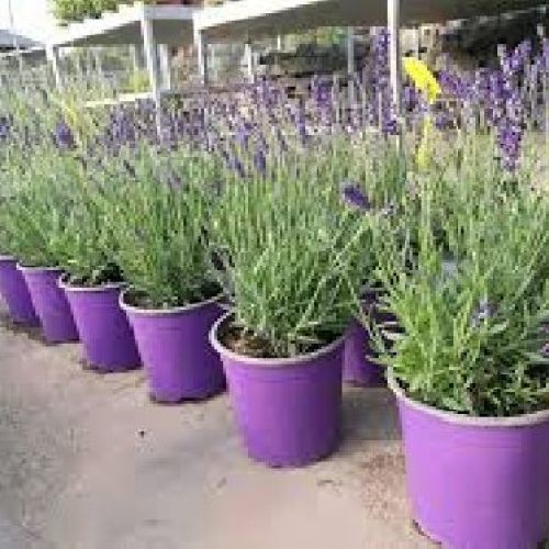 LAVANDA AUGUSTIFOLIA HIDCOTE V19 LAVANDA <br/> Piante Aromatiche