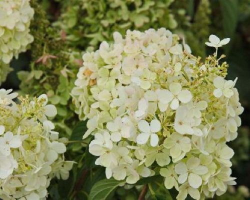 HYDRANGEA PANICULATA FRAISE MELBA V25 <br/> Piante Fiorite da Giardino