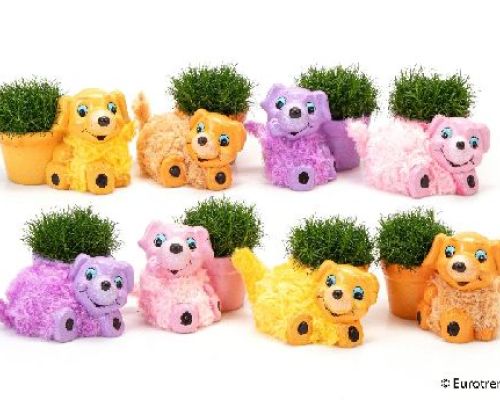 SAGINA SUBULATA CERAMICA DOG V6 <br/> Piante Ornamentali