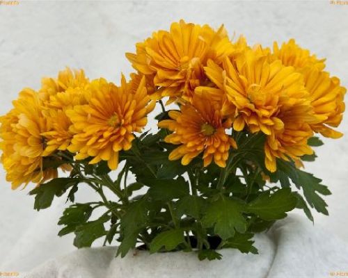 CHRYSANTHEMUM INDICUM V12 CRISANTEMO MIX <br/> Piante Fiorite da Giardino