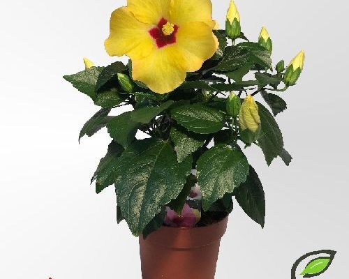 HIBISCUS SINENSIS V13 <br/> Piante Fiorite da Interno