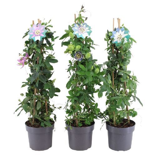 PASSIFLORA PIRAMIDE V17 H75 <br/> Piante Rampicanti