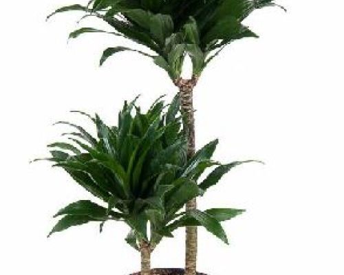 DRACENA FRAGRANS COMPACTA V19 <br/> Piante Verdi da Interno