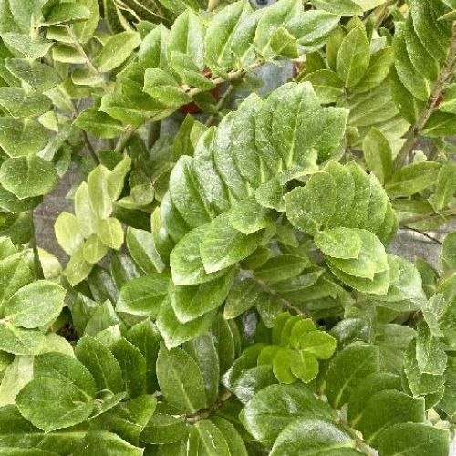 ZAMIOCULCAS V.17 <br/> Piante Verdi da Interno