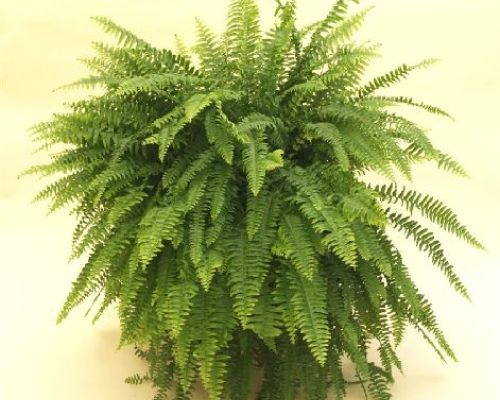 NEPHROLEPIS EXALTATA V19 FELCE <br/> Piante Verdi da Interno