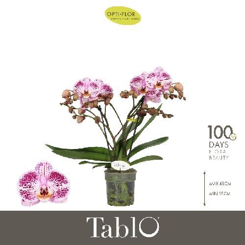 PHALAENOPSIS MULTI 2 RAMI V12 <br/> Piante Fiorite da Interno