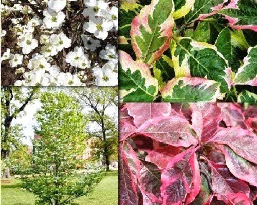 CORNUS FLORIDA CHEROKEE DAYBREAK V25 <br/> Piante Fiorite da Giardino