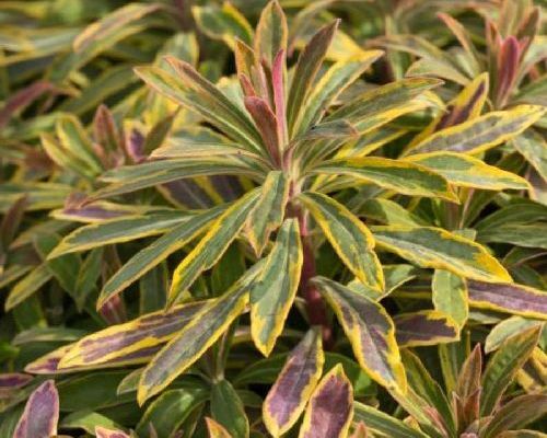 EUPHORBIA ASCOT RAINBOW V17 <br/> Piante Perenni ed Erbacee, Fiori Perenni