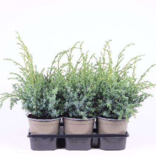 JUNIPERUS CHINENSIS BLUE ALPS V9 <br/> Conifere