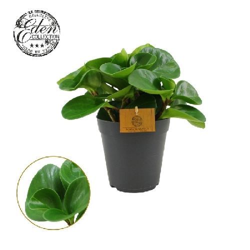 PEPEROMIA OBTUSIFOLIA GREEN GOLD V15 <br/> Piante Verdi da Interno