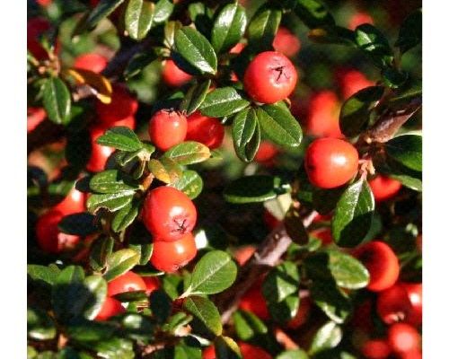 COTONEASTER HORIZONTALIS SKOGHOLM V17 <br/> Arbusti
