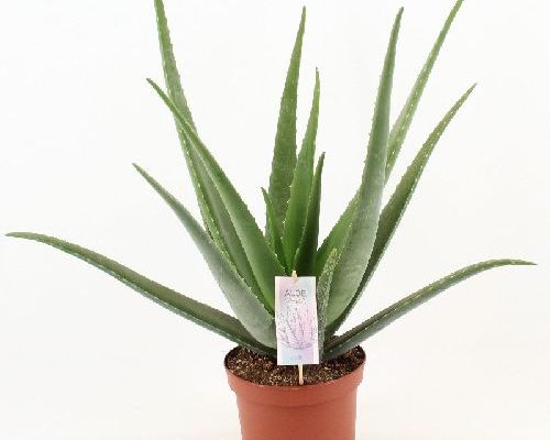 ALOE VERA V19 <br/> Piante Grasse