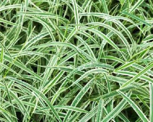 CAREX OSHIMENSIS EVERLILLO V17 <br/> Piante Ornamentali