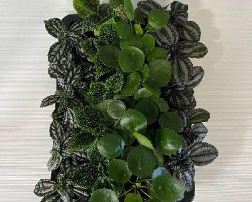 PILEA MINI MIX V6-8 <br/> Piante Verdi da Interno