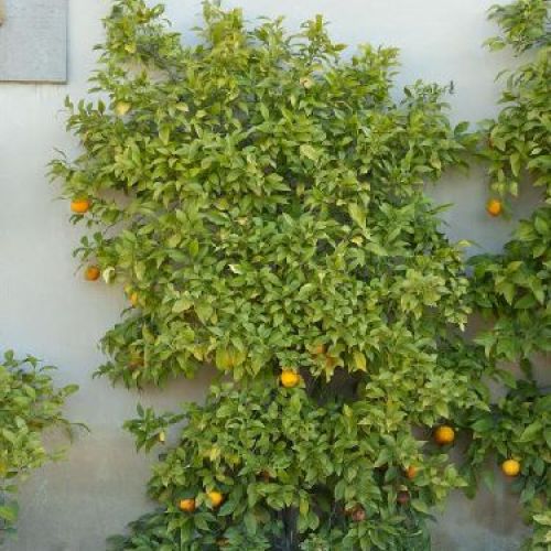 CITRUS AURANTIFOLIA V20 ARANCIO AMARO <br/> Piante e Alberi da Frutto