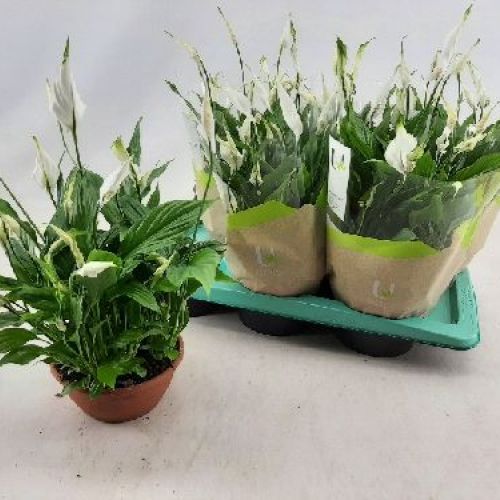 SPATHYPHILLUM CHOPIN CIOT.17 <br/> Piante Fiorite da Interno