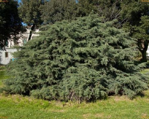 JUNIPERUS CHINENSIS BLUE ALPS V15 <br/> Conifere