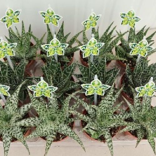 ALOE MIX V9 <br/> Piante Grasse