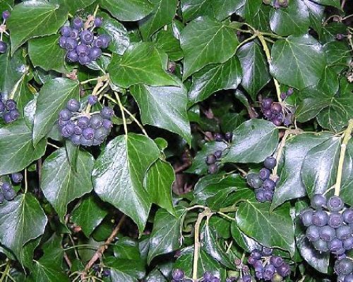 HEDERA HELIX GREEN WONDER V19 <br/> Piante Rampicanti