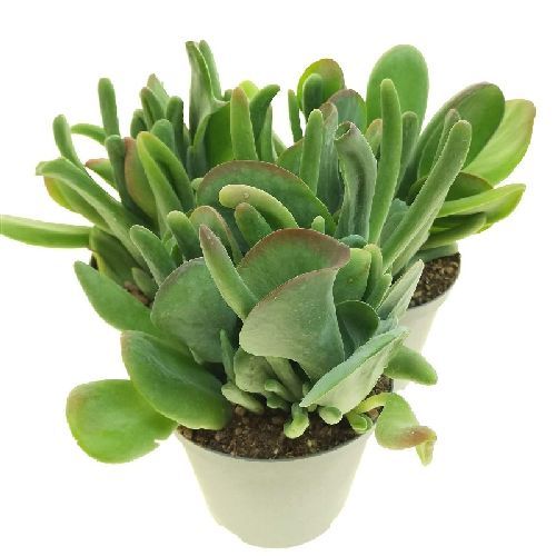 KALANCHOE ORICULA V.17 <br/> Piante Grasse