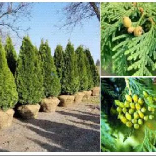 THUJA MIX V15 Thuja occidentalis Emeraude <br/> Conifere
