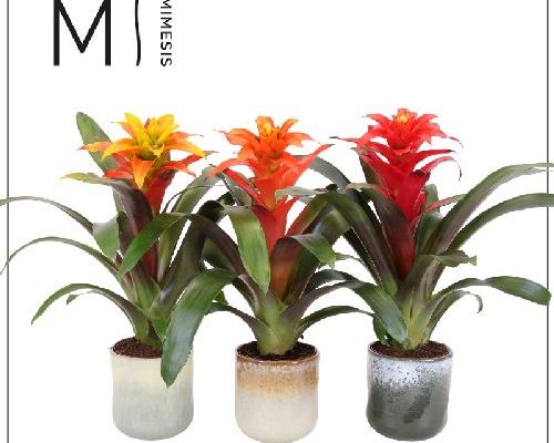 GUZMANIA CERAMICA V12 <br/> Piante Fiorite da Interno