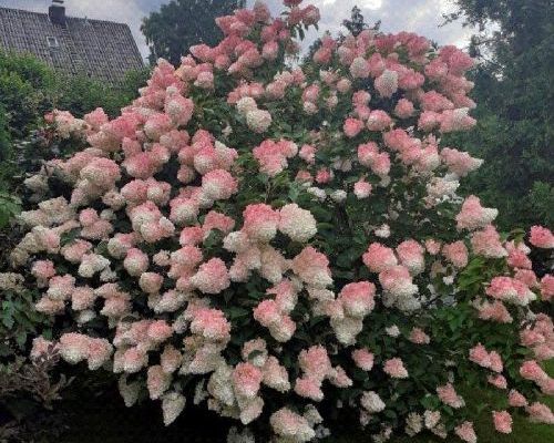 HYDRANGEA PANICULATA VANILLE FRAISE V34 <br/> Piante Fiorite da Giardino