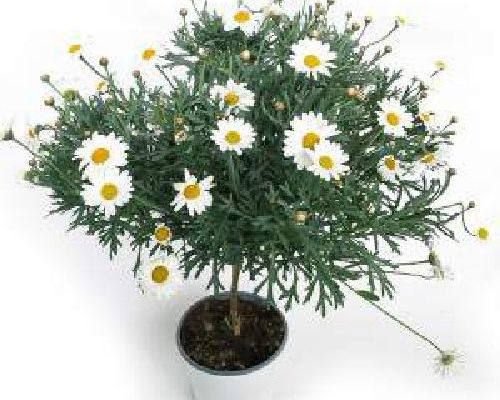 ARGYRANTHEMUM FRUTESCENS ALBERELLO V19 MARGHERITA <br/> Piante Perenni ed Erbacee, Fiori Perenni