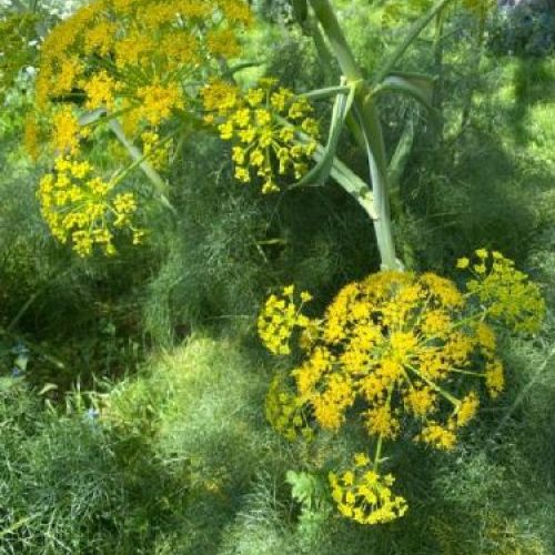 FOENICULUM VULGARE V14 FINOCCHIO SELVATICO L'AROMA <br/> Piante Aromatiche