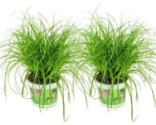CYPERUS ZUMULA ERBA GATTA V12 <br/> Piante Verdi da Interno