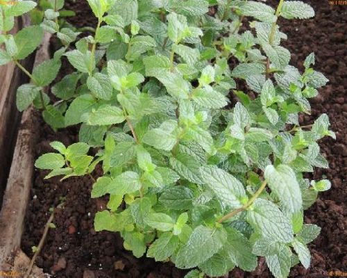 MENTA CIOCCOLATO v.14 <br/> Piante Aromatiche