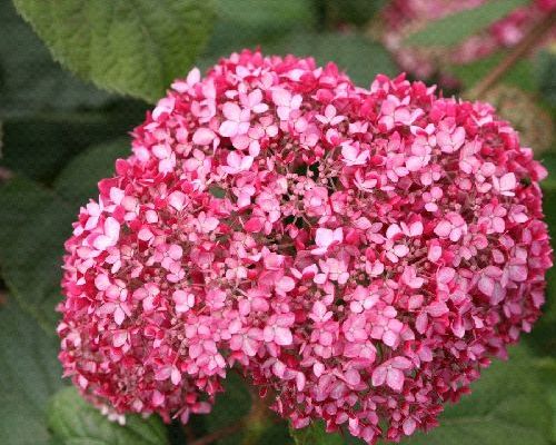 HYDRANGEA ARBORESCENS PINK ANNABELLE <br/> Piante Fiorite da Giardino