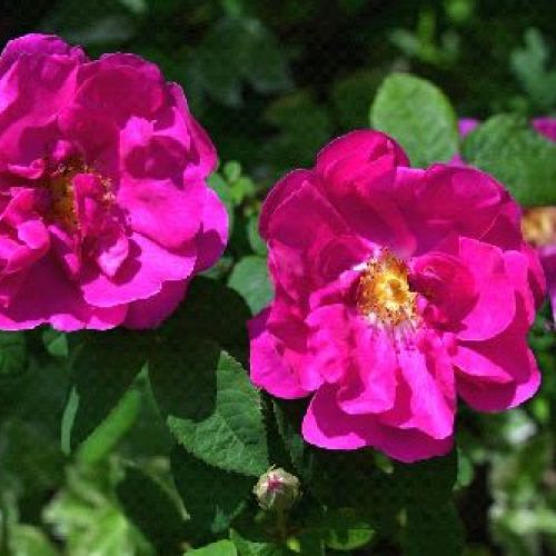 ROSA RUGOSA EXCEPTION ROTES MEER  V17 <br/> Piante Fiorite da Giardino