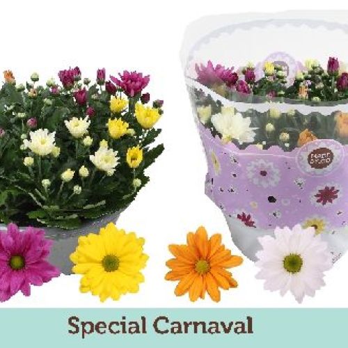 CRISANTEMO CIOTOLA 23 <br/> Piante Fiorite da Giardino