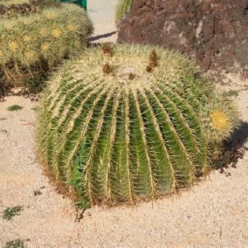 ECHINOCACTUS GRUSONII V12 <br/> Piante Grasse