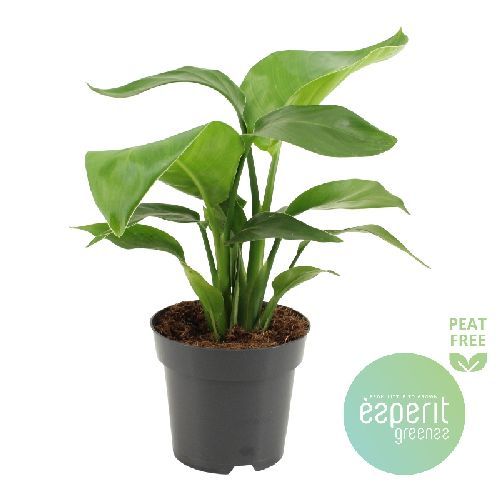 STERLIZIA NICOLAI V14 <br/> Giardino Mediterraneo