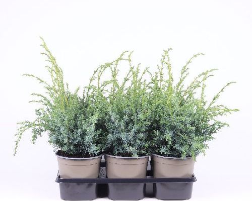 JUNIPERUS CHINENSIS BLUE ALPS V9 <br/> Conifere