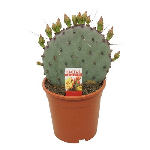 OPUNTIA AZUREA V17 <br/> Piante Grasse