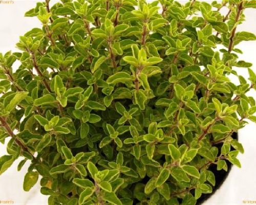 ORIGANUM VULGARE HOT SPICY L'AROMA V14 ORIGANO <br/> Piante Aromatiche
