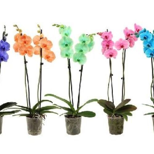 PHALAENOPSIS COLOR V12 2 FIORI <br/> Piante Fiorite da Interno